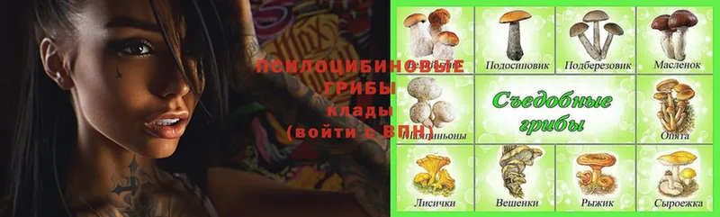 цена   Котельники  Псилоцибиновые грибы Magic Shrooms 